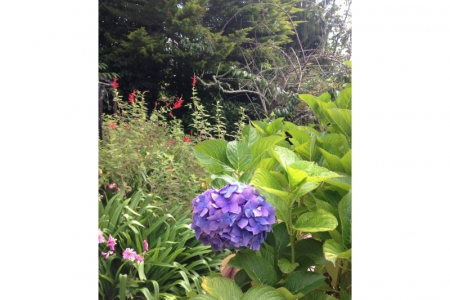 Enjoy a walk through the garden 